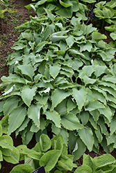 Neptune Hosta (Hosta 'Neptune') at The Mustard Seed