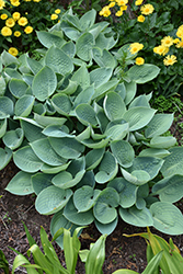 Prairie Sky Hosta (Hosta 'Prairie Sky') at The Mustard Seed