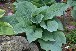 Blueberry Muffin Hosta (Hosta 'Blueberry Muffin') at The Mustard Seed