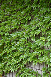 Boston Ivy (Parthenocissus tricuspidata) at The Mustard Seed
