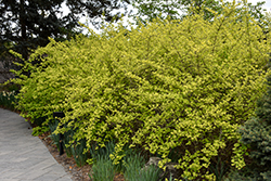 Golden Ninebark (Physocarpus opulifolius 'Luteus') at The Mustard Seed