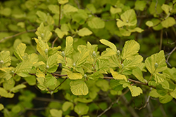 Golden Ninebark (Physocarpus opulifolius 'Luteus') at The Mustard Seed