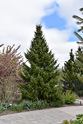 Serbian Spruce (Picea omorika) at The Mustard Seed