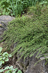 Tom Thumb Cotoneaster (Cotoneaster apiculatus 'Tom Thumb') at The Mustard Seed