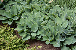 Halcyon Hosta (Hosta 'Halcyon') at The Mustard Seed