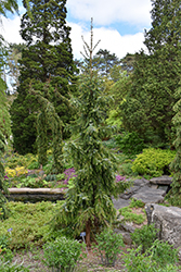 Gotelli Weeping Serbian Spruce (Picea omorika 'Gotelli Weeping') at The Mustard Seed