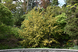 Golden Splendor Hemlock (Tsuga canadensis 'Golden Splendor') at The Mustard Seed