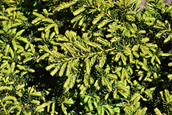 Emerald Spreader Yew (Taxus cuspidata 'Emerald Spreader') at The Mustard Seed