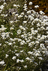 Wall Cress (Arabis caucasica) at The Mustard Seed