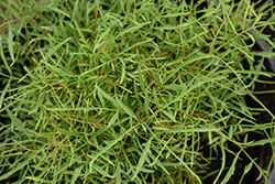 Fairy Hair Goatsbeard (Aruncus 'Fairy Hair') at The Mustard Seed