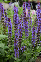 Violet Riot Sage (Salvia nemorosa 'Violet Riot') at The Mustard Seed