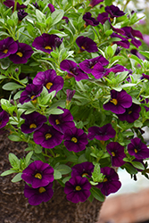 Aloha Midnight Purple Calibrachoa (Calibrachoa 'Aloha Midnight Purple') at The Mustard Seed