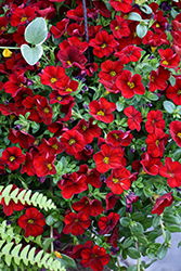 Aloha Kona Dark Red Calibrachoa (Calibrachoa 'Aloha Kona Dark Red') at The Mustard Seed