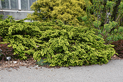 Emerald Spreader Yew (Taxus cuspidata 'Emerald Spreader') at The Mustard Seed
