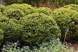 Green Velvet Boxwood (Buxus 'Green Velvet') at The Mustard Seed