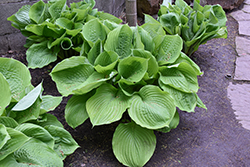 Sum and Substance Hosta (Hosta 'Sum and Substance') at The Mustard Seed