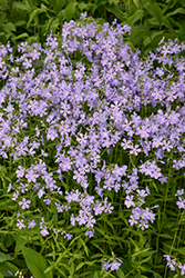 Woodland Phlox (Phlox divaricata) at The Mustard Seed