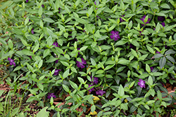 Wine Periwinkle (Vinca minor 'Atropurpurea') at The Mustard Seed