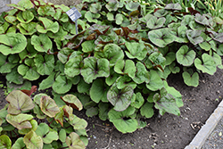 Midnight Lady Rayflower (Ligularia dentata 'Midnight Lady') at The Mustard Seed