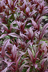 Onyx and Pearls Beard Tongue (Penstemon 'Onyx and Pearls') at The Mustard Seed