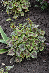 Dale's Strain Coral Bells (Heuchera americana 'Dale's Strain') at The Mustard Seed