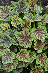 Dale's Strain Coral Bells (Heuchera americana 'Dale's Strain') at The Mustard Seed