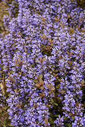 Chocolate Chip Bugleweed (Ajuga reptans 'Chocolate Chip') at The Mustard Seed