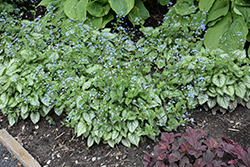 Jack Frost Bugloss (Brunnera macrophylla 'Jack Frost') at The Mustard Seed