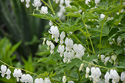 White Bleeding Heart (Dicentra spectabilis 'Alba') at The Mustard Seed