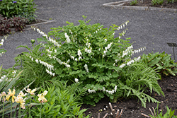 White Bleeding Heart (Dicentra spectabilis 'Alba') at The Mustard Seed