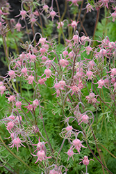 Prairie Smoke (Geum triflorum) at The Mustard Seed