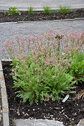 Prairie Smoke (Geum triflorum) at The Mustard Seed