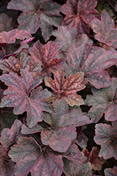 Palace Purple Coral Bells (Heuchera micrantha 'Palace Purple') at The Mustard Seed