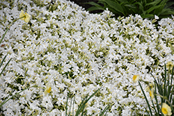 White Delight Moss Phlox (Phlox subulata 'White Delight') at The Mustard Seed