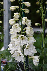 Guardian White Larkspur (Delphinium 'Guardian White') at The Mustard Seed