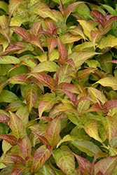 Firefly Diervilla (Diervilla 'Bokofire') at The Mustard Seed