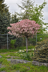 Coralburst Flowering Crab (Malus 'Coralburst') at The Mustard Seed