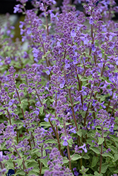 Junior Walker Catmint (Nepeta x faassenii 'Novanepjun') at The Mustard Seed