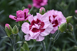 Pretty Poppers Kiss And Tell Pinks (Dianthus 'Kiss And Tell') at The Mustard Seed