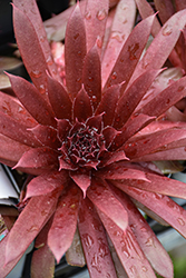 Royal Ruby Hens And Chicks (Sempervivum 'Royal Ruby') at The Mustard Seed