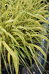 Golden Variegated Hakone Grass (Hakonechloa macra 'Aureola') at The Mustard Seed