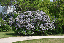 Common Lilac (Syringa vulgaris) at The Mustard Seed
