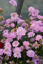 Pink Mist Pincushion Flower (Scabiosa 'Pink Mist') at The Mustard Seed