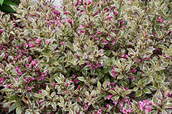 My Monet Purple Effect Weigela (Weigela florida 'Verweig8') at The Mustard Seed