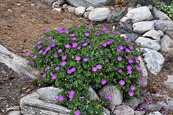 Bloody Cranesbill (Geranium sanguineum) at The Mustard Seed