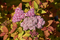 Double Play Big Bang Spirea (Spiraea 'Tracy') at The Mustard Seed