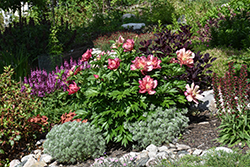 Julia Rose Peony (Paeonia 'Julia Rose') at The Mustard Seed
