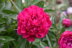 Felix Supreme Peony (Paeonia 'Felix Supreme') at The Mustard Seed