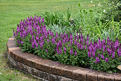 Rose Marvel Meadow Sage (Salvia nemorosa 'Rose Marvel') at The Mustard Seed