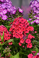Red Riding Hood Garden Phlox (Phlox paniculata 'Red Riding Hood') at The Mustard Seed